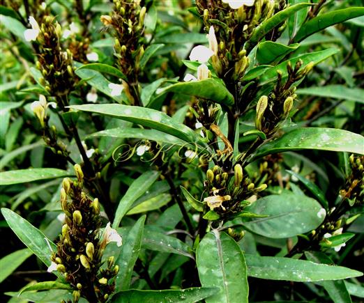  Flowering shoots with inflorescences